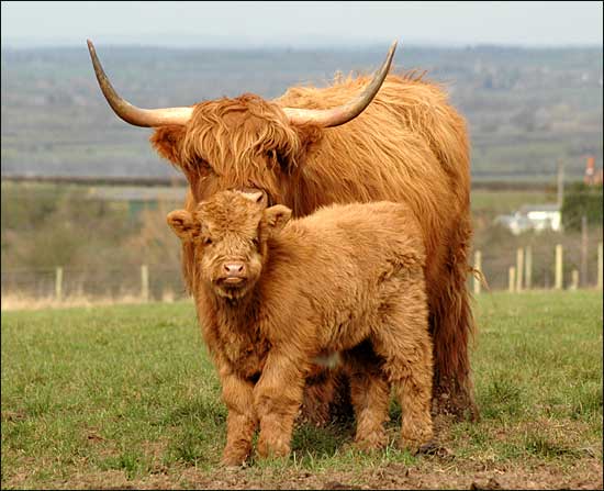 Highland cow & calf, Fladbury, March 13th, 2005