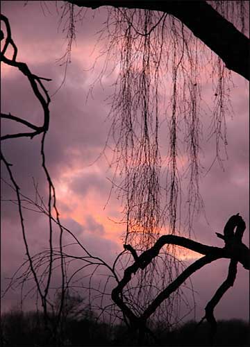 Sunset through branches, Ludlow, Shropshire, December 30th, 2004