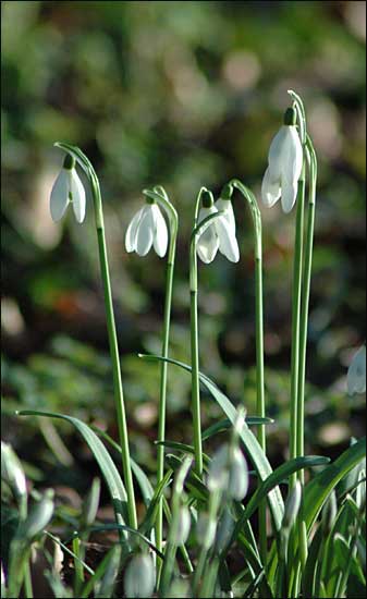 Snowdrops - a winter clich, Elmley Castle, Worcestershire, January 13th, 2005