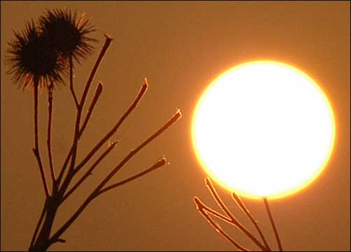Setting sun with thistle, Fladbury, March 19th, 2005